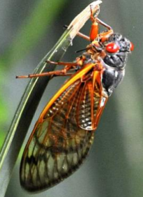 Cicadas return to Baton Rouge after 13 years in dormancy