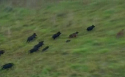 Wet weather causes wild hog invasion of Houston's suburbs